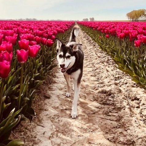 Hund Tulpenfeld